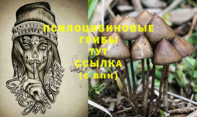 omg tor  магазин    Болотное  Галлюциногенные грибы Cubensis 